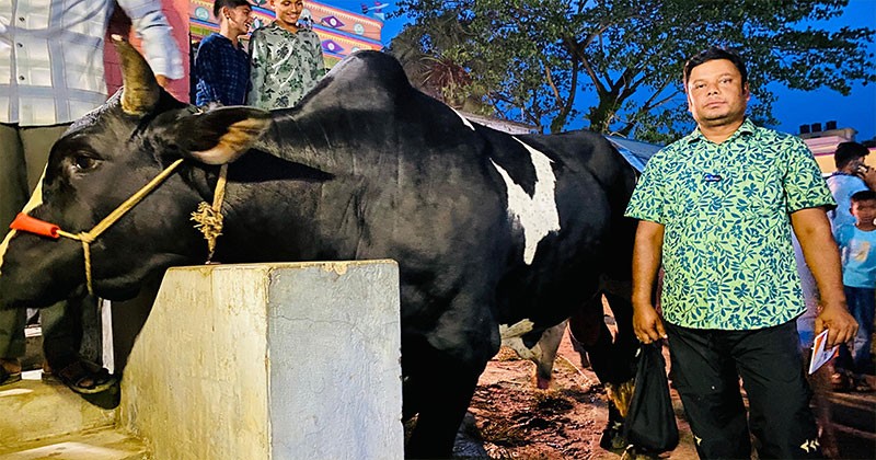 নোয়াখালীর কোরবানির হাট কাঁপাচ্ছে ২০ মনের ‘টাইটানিক’, ৪ লাখ টাকা বিক্রির আশা